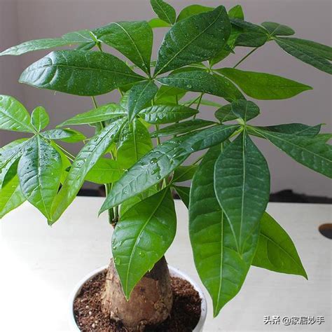 發財樹換盆|植物換盆技巧大公開，你必須知道的正確方法一覽！